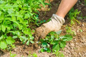 Bio Gartenpflege Hand umfasst Pflanze